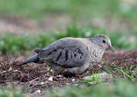 COMMON GROUND DOVE IN 2015 BY TOM MURRAY