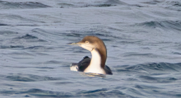 Pacific Loon by Paul Lalumiere