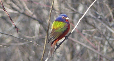Painted Bunting by Al Curtis