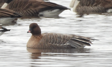 Pink-footed Goose by Michele Keane-Moore