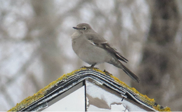 Townsend's Solitaire by Sergey Pavlov