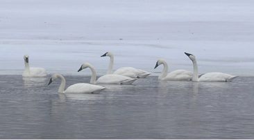 Tundra Swans by Ted Gilliland