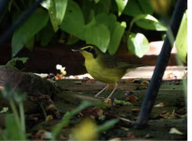 This Kentucky Warbler visited Monhegan Island May 18–19, 2025. Photograph May 18 by Tucker Frank.