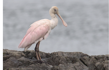 Maine’s second Roseate Spoonbill spent over a week on the Downeast coast in Cutler. Photograph July 27, 2025, by Henry Mauer.