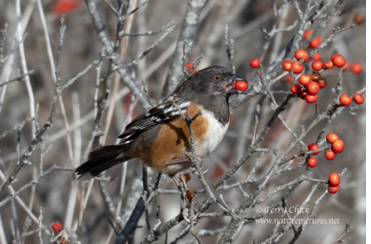 This Spotted Towhee at Kittery was presumably the same bird that overwintered a mile away the previous winter. Photograph November 22, 2024, by Terry Chick.
