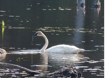 This Trumpeter Swan in Burlington was presumably from an expanding reintroduced Great Lakes region population. Photograph June 23, 2025, by Sheila Wakefield.