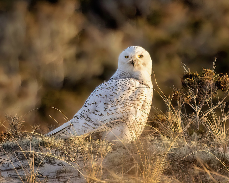 A Snowy Owl on Nantucket, one of the spillover species that has undergone HPAI mortalities in the region as a result of preying on infected birds. All photographs by Milton Levin.