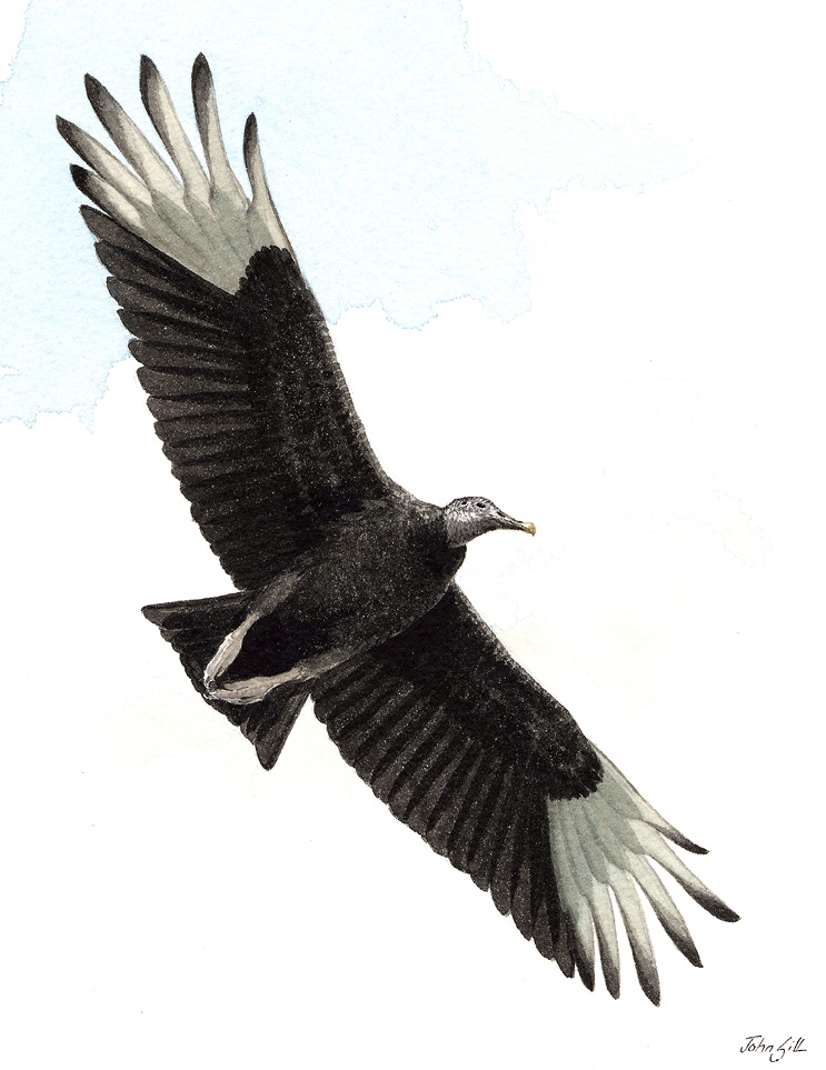 Black Vulture by John Sill © Massachusetts Audubon Society. Courtesy of the Museum of American Bird Art.
