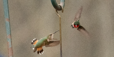 Rufous Hummingbird by Brian Zylich