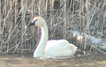 Tundra Swan by J. Kyron Hanson