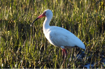 White Ibis by Carol Molander