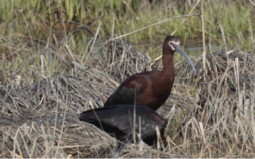 White-faced Ibis by Jason Forbes