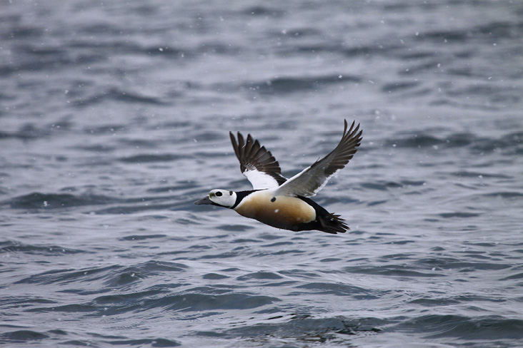 Steller’s Eider by Martha de Jong-Lantink