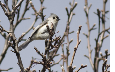 Tufted Titmouse.