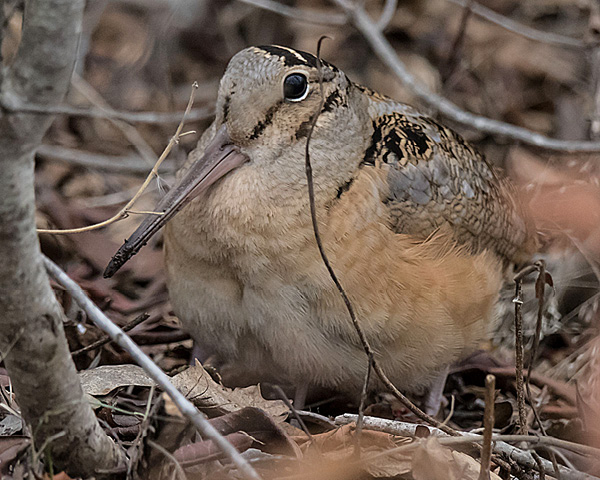 AMERICAN WOODCOCK
