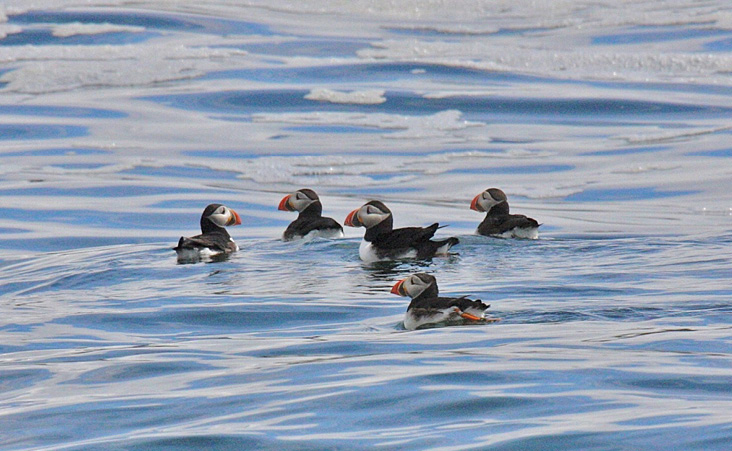 Puffins idling in the calm water near Eastern Egg Rock. All photos by the author.