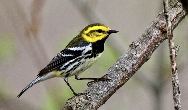 The Black-throated Green Warbler is a boreal forest warbler commonly encountered on Hog Island as well as the mainland.