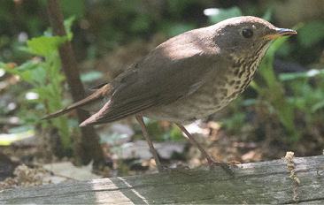 Bicknell’s Thrush by Jason Forbes