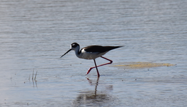 Black-necked Stilt by Valerie Burdette
