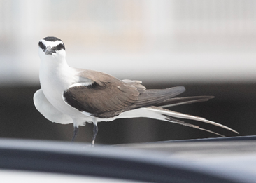Bridled Tern by Jason Forbes
