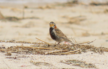 Chestnut-collared Longspur by Mary Jo Foti