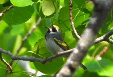 Golden-winged Warbler by Tom Kirby