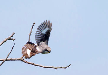 Loggerhead Shrike by Joe Oliverio