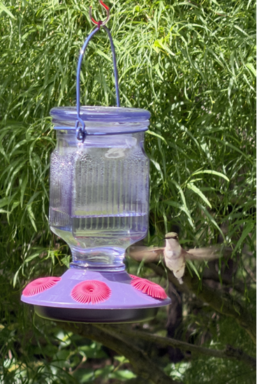 Ruby-throated Hummingbird. All photographs by the author.