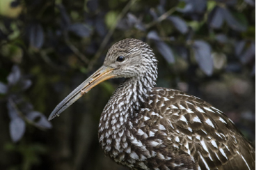 Field Notes: New England’s First Limpkin