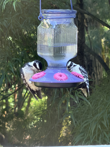 Field Notes: Hummingbirds and Downy Woodpeckers Share a Feeder