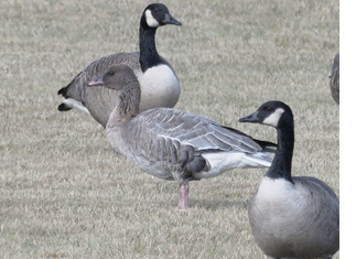 Pink-footed Goose, Bass Rock, Narragansett, Washington County, RI; December 23, 2023. Photograph by Paul L'Etoile.