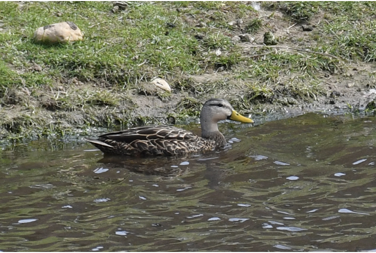 Mottled Duck, West Side Road, New Shoreham, Washington County, RI; April 27, 2024. Photograph by Joel Eckerson.