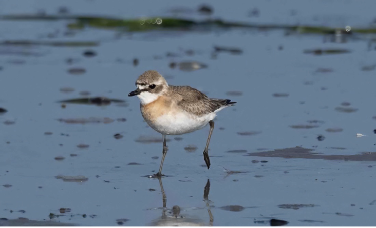 Siberian Sand-Plover, Napatree Point, Westerly, Washington County, RI; August 5, 2023. Photograph by P. Carl.