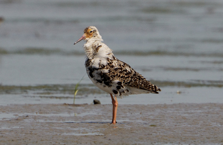 Ruff, Ninigret Pond Mudflats, Charlestown, Washington County, RI; July 11, 2023. Photograph by Bill Thompson.