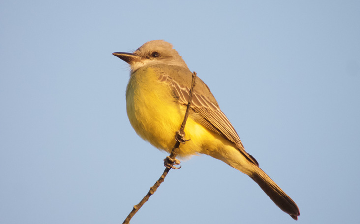 Tropical Kingbird, Albro Woods Preserve, Middletown, Newport County, RI; October 18–22, 2024. Photograph by Louise Ruggeri.