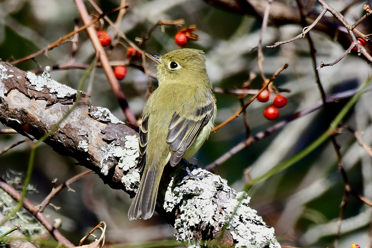 Western Flycatcher, Burlingame State Park Campground, Charlestown, Washington County, RI; November 20, 2023. Photograph by Sue Palmer.