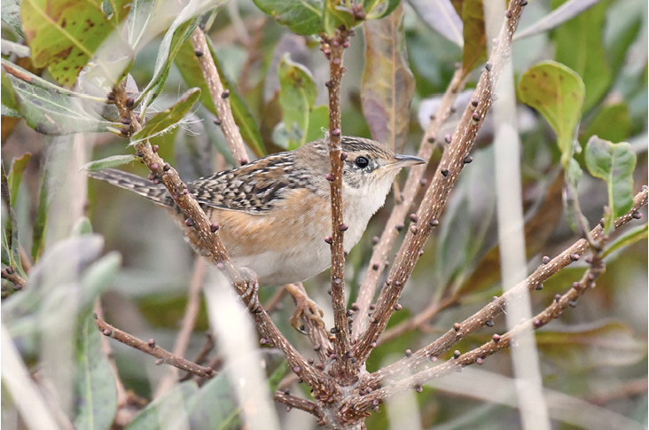 Sedge Wren, Napatree Point, Westerly, Washington County, RI; October 3 to December 16, 2023, here October 31; Photograph by Sam Miller.