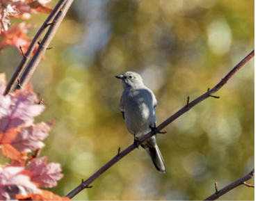 Townsend’s Solitaire, Godena Farm, Jamestown, Newport County, RI; November 11, 2023. Photograph by Dan Berard.