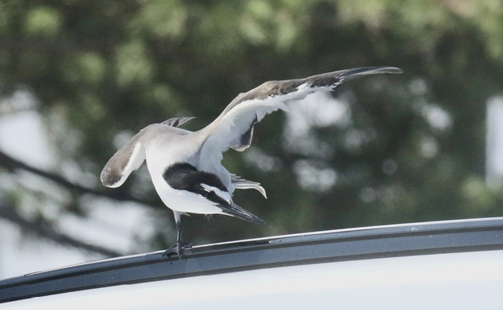 Bridled Tern. All photographs by the author.
