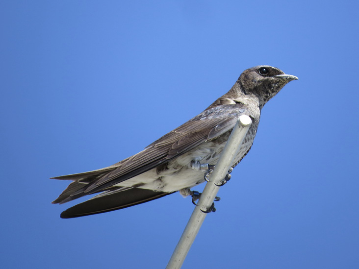 First Breeding Record of Purple Martin (Progne subis) on Nantucket, Massachusetts
