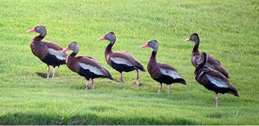 Black-bellied Whistling-Ducks by Mark Braatz