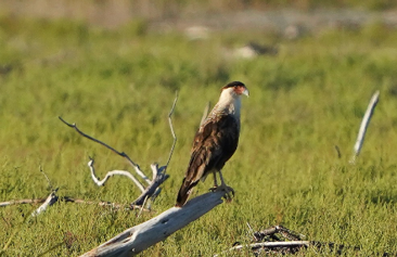 Crested Carcara by Keegan Burke