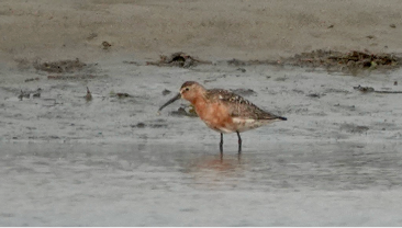 Curlew Sandpiper by Tim Spahr