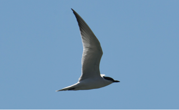 Gull-billed Tern by Valerie Burdette
