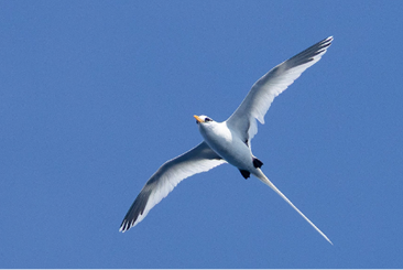 White-tailed Tropicbird by Elias Markee-Ratner