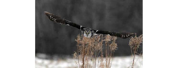 Musings from the Blind Birder: Surprises