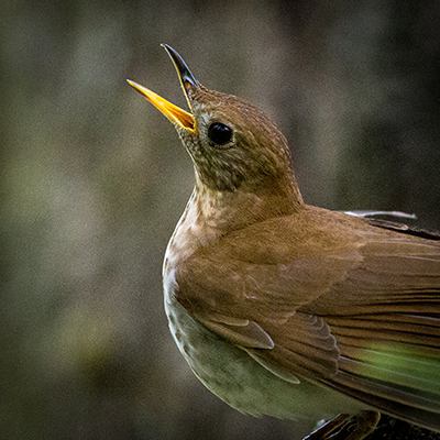 Musings from the Blind Birder: A Birding Paradox