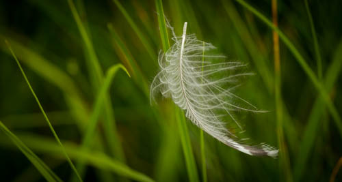 Zaps feather in the grass